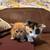 Rare Scotish Fold Kittens 2 thumbnail