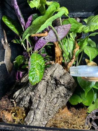 Crested and Gargoyle Geckos (Oklahoma City)63681506211329121