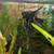 2 full grown freshwater Angel Fish 2 thumbnail
