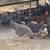 Plymouth  rock hens 2 thumbnail