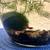 Desktop Jarrarium – Cherry Shrimp + Plants + Marimo 5 thumbnail
