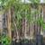 various trees and plants for sale 4 thumbnail