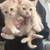 8 week kittens 3 thumbnail