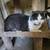 Adopt Super Friendly Young Male Cat Ginger!! 5 thumbnail