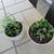 Set Of White Seashell Pattern & Gray Garden Pots With Succulents 2 thumbnail