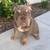 English bulldog lilac female 1 thumbnail