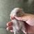 1 Month-Old Syrian Hamsters (Teddy Bear) 🐹 - $30 (La Jolla) 8 thumbnail