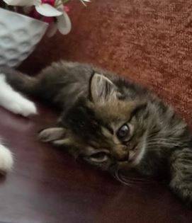 Healthy Persian baby* (702-885-058two)63860185402113120