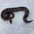 ball pythons 1 thumbnail