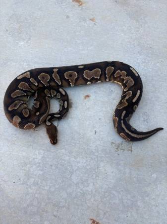 ball pythons 1