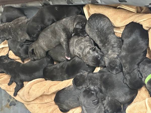 Presa Canario puppies for rehoming 1