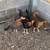 Kelso pullet 1 thumbnail