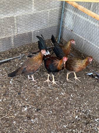 Kelso pullet 1