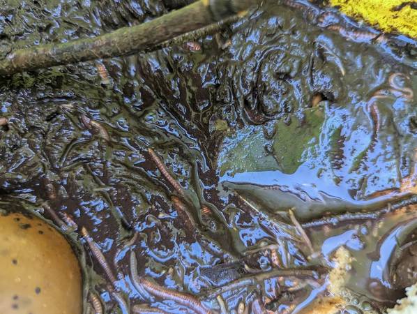 Worms! And/or castings 1