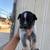 Cattle pups 4 thumbnail