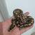 Ball python 4 thumbnail