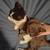 3 month old kittens 1 thumbnail
