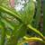Fruiting Dragon Fruit Plants 15 gal 2 thumbnail
