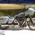 2022 HARLEY ROAD GLIDE ST 117 6K MILES FLAWLESS BIKE NEVER A BS FEE!!! 4 thumbnail