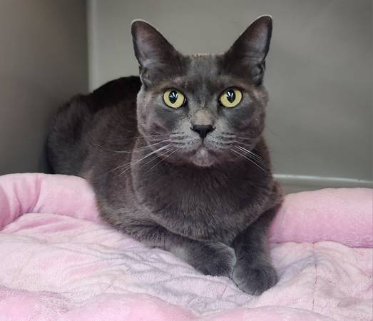 Cat & Kitten Adoptions -Sunday August 17- Pet Club, San Mateo (san mateo)63428967223937121