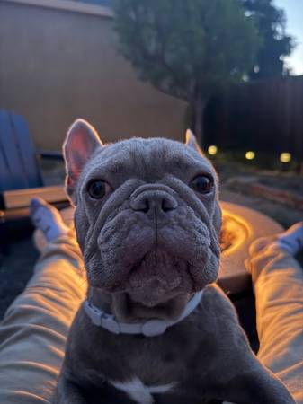 Frenchie (saratoga)