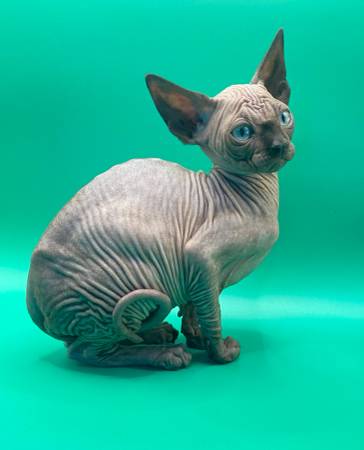 Sph.ynx kitten63931174536066120