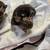 Bengal kittens 6 thumbnail