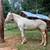 mares & half Kiger colts. UPDATED 6 thumbnail