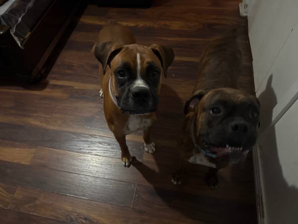 Rehoming two boxers (Waco)63661959274115124