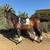 Two Spanish Mares for sale 5 thumbnail