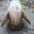 African Elephant Head 4 thumbnail