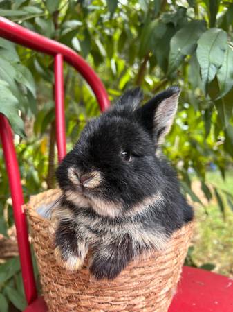 Netherland dwarf bunny 1