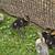 Rouin ducklings 2 thumbnail