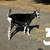 Young Goats - Wethers & Doelings • Rodeo Goat Tying Goats or Pets 3 thumbnail