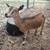 nigerian dwarf does 3 thumbnail