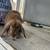 Holland lop bunny 4 thumbnail