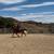 Saddlebred gelding 5 thumbnail