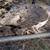 Turkeys 1 thumbnail