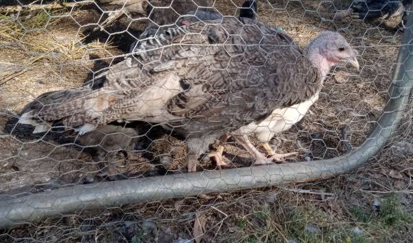 Turkeys 1