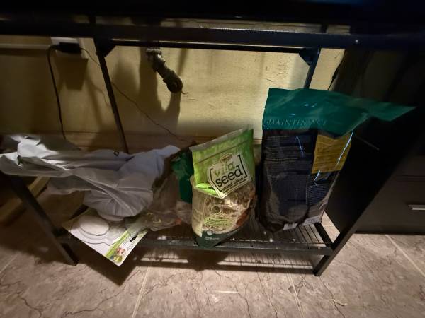Two Conures For ReHoming (Astoria)63866980458753124