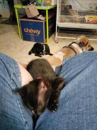 Rescue kitten (mesa)63967146714883122