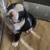 Beautiful English bulldogs are looking for re-homing 1 thumbnail