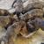 Rehoming puppies with small adoption fee 8 thumbnail