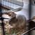 Degus 1 thumbnail