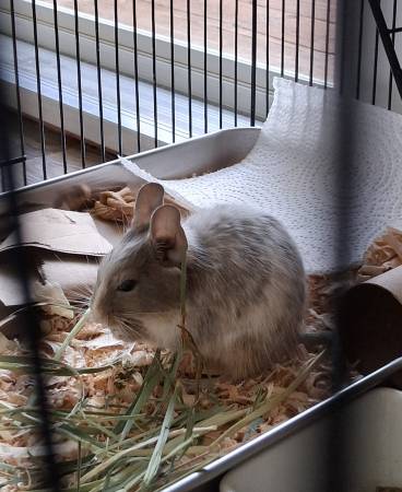 Degus 1