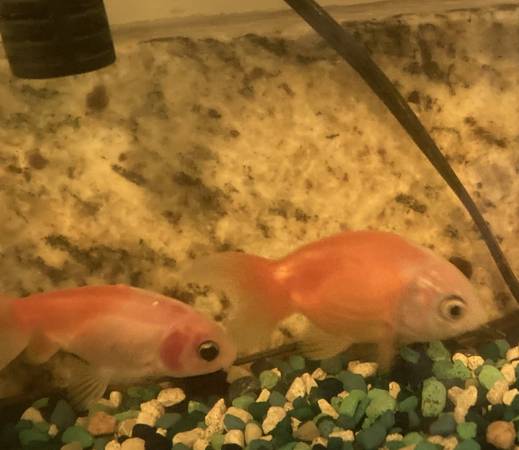 Imported Ranchu goldfish lot of 2 live fish for your aquarium or pond 1