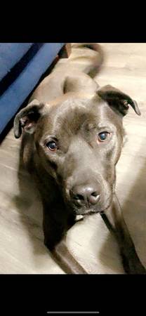3 year old pitty (Lafayette)63680163165953120