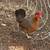 2 laying hens 1 thumbnail