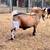 Nigerian Dwarf Doe 3 thumbnail