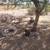 AJ goats and chickens. 10 thumbnail